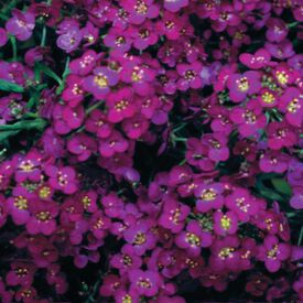 Wonderland Deep Purple, Alyssum